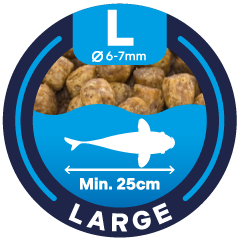 Taille : large