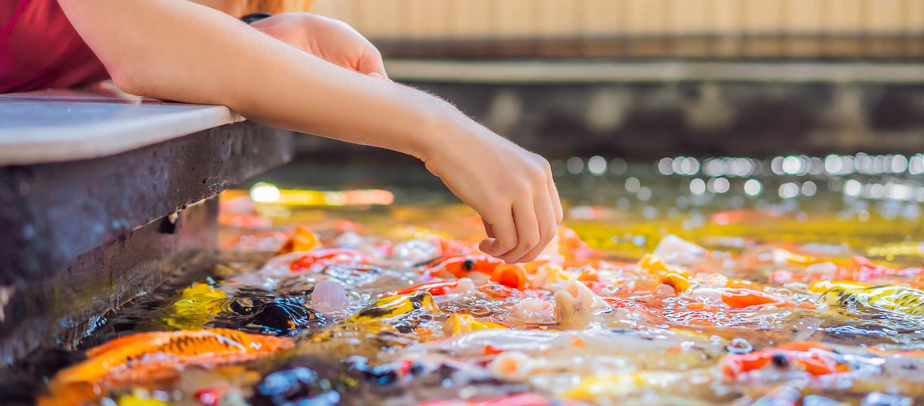 Nourriture pour poisson – Koïs se nourrissant avec une alimentation riche en nutriments essentiels.